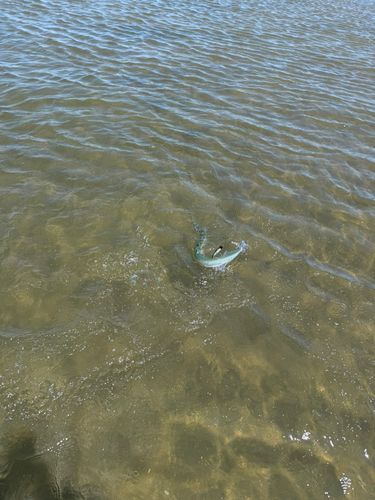 ダツの釣果