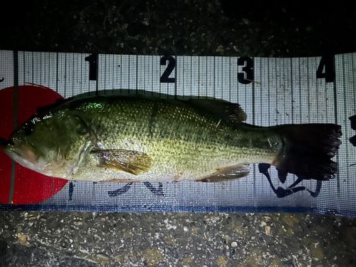 白石つり掘金魚園で釣れたブラックバスの釣り・釣果情報