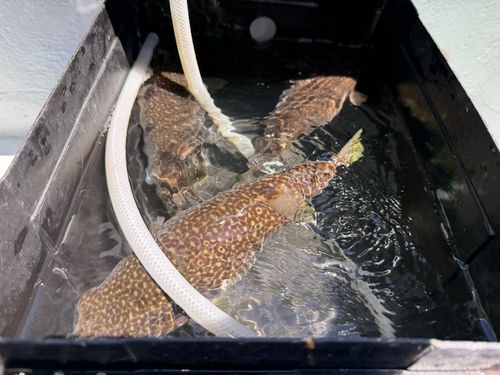 ショウサイフグの釣果