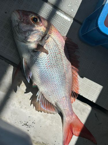 タイの釣果