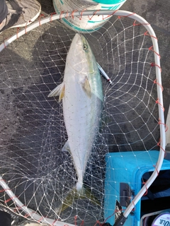 ブリの釣果