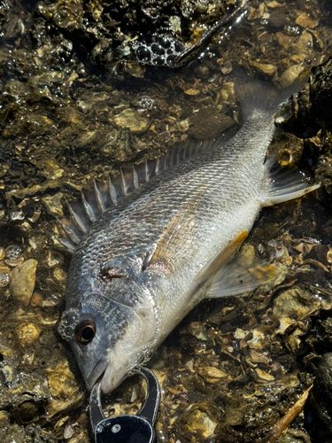 キビレの釣果