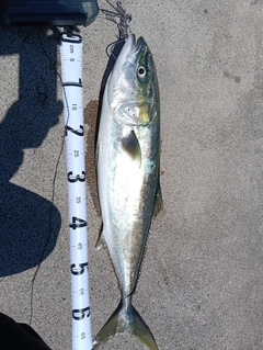 ワラサの釣果