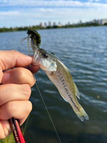 ブラックバスの釣果
