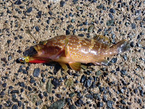アコウの釣果