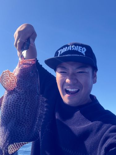 オオモンハタの釣果