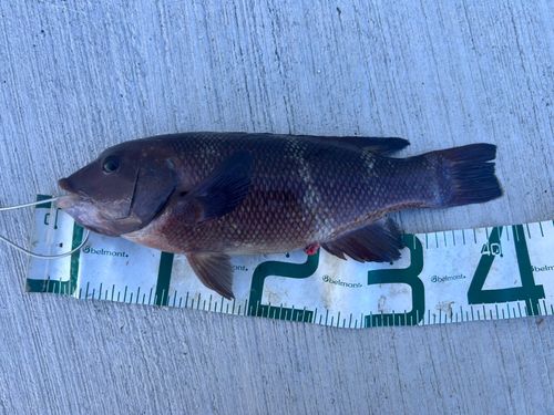 コブダイの釣果