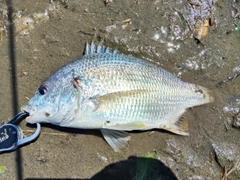 キビレの釣果