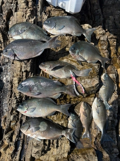 グレの釣果