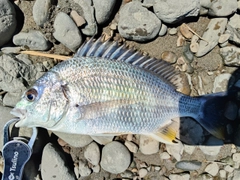 キビレの釣果