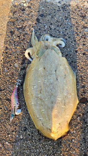 モンゴウイカの釣果