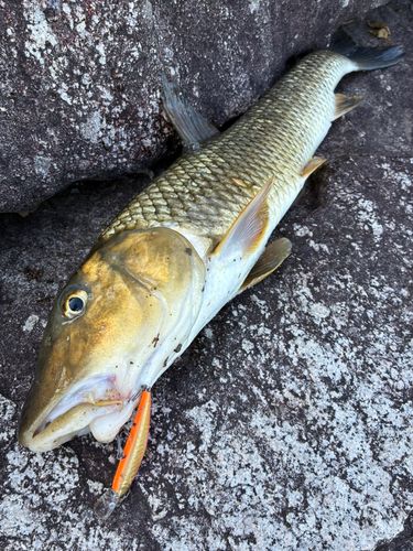 ニゴイの釣果
