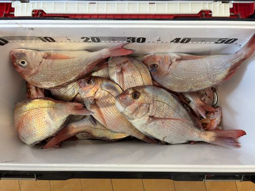 マダイの釣果