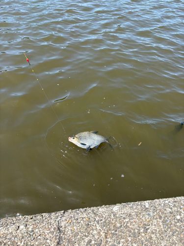 ダントウボウの釣果