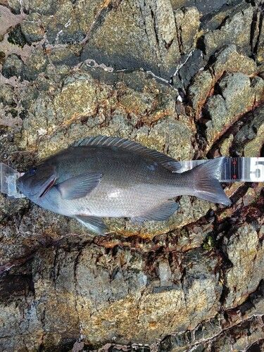 グレの釣果