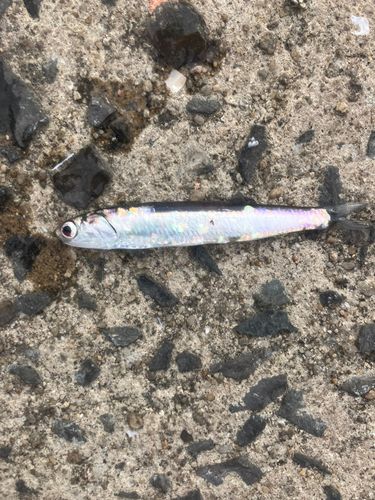 カタクチイワシの釣果