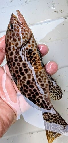 オオモンハタの釣果
