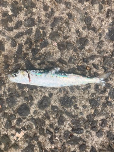 イワシの釣果