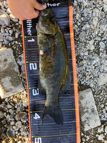 スモールマウスバスの釣果