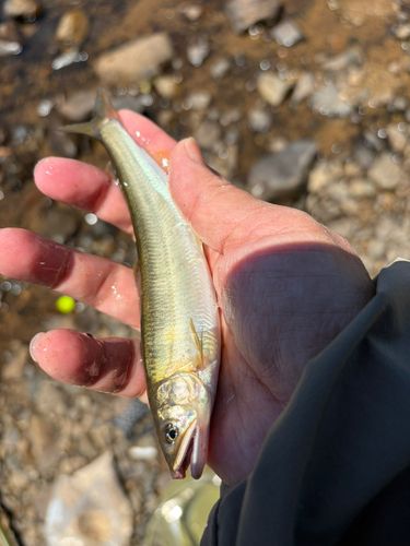 アユの釣果