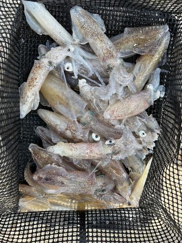 マメイカの釣果
