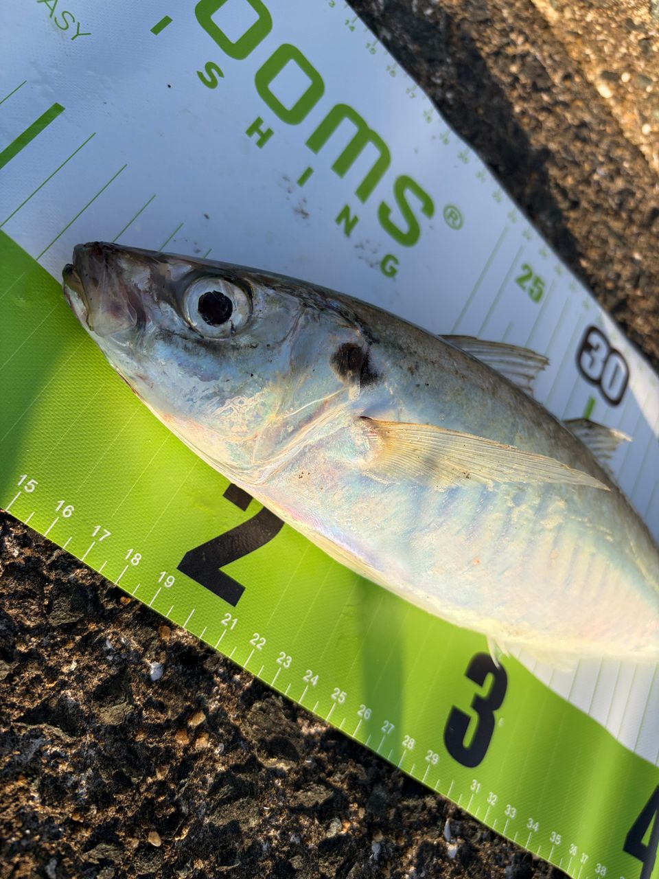 DAIWA 21ラブラックス AGS 93MLの最安値・インプレ・釣果 | 本音の