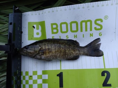 茨城県で釣れたライギョの釣り・釣果情報 - アングラーズ | 釣果600万