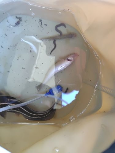 ゴンズイの釣果