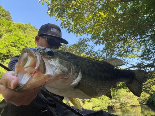 南大阪野池群で釣れたブラックバスの釣り・釣果情報 - アングラーズ