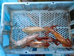 マルイカの釣果
