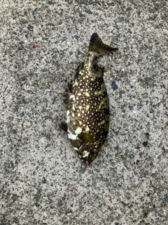 アイゴの釣果
