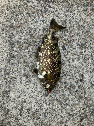 アイゴの釣果