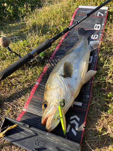 シーバスの釣果