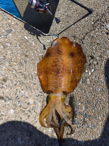 アオリイカの釣果
