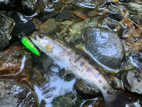ヤマメの釣果