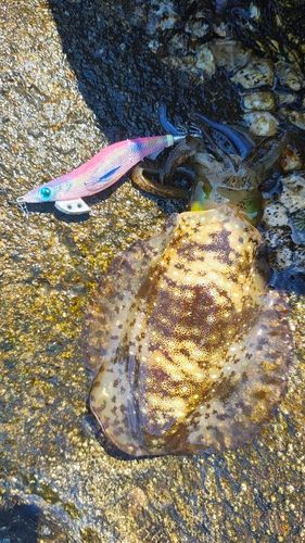 アオリイカの釣果