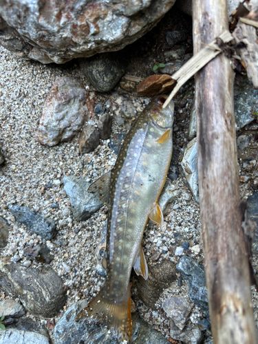 イワナの釣果