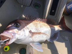 マダイの釣果