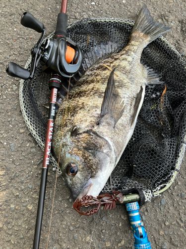 チヌの釣果