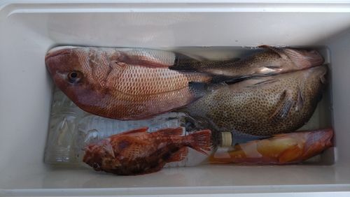 タイの釣果