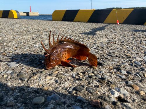 ハオコゼの釣果