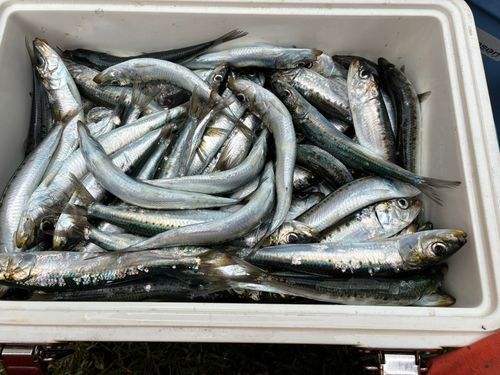 イワシの釣果