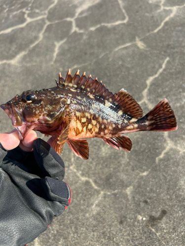 カサゴの釣果