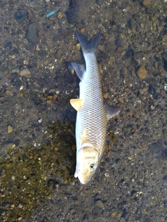 ニゴイの釣果