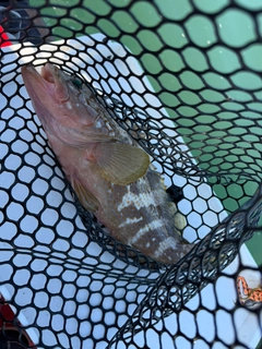アコウの釣果