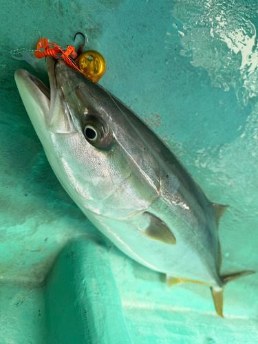 ワラサの釣果