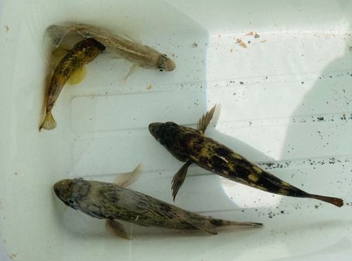 エゾメバルの釣果