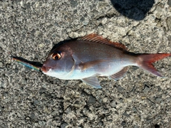 タイの釣果