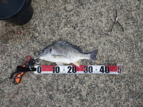 チヌの釣果