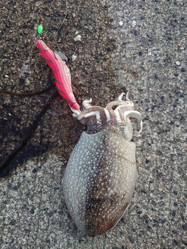 シリヤケイカの釣果